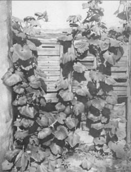 Шедевры карандаШИКом в полной гамме серых оттенков (ФОТО)