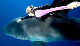 Заплыв с акулой-людоедом на Гавайях (ФОТО)