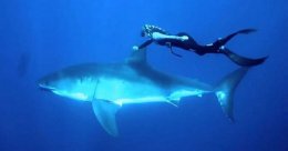 Заплыв с акулой-людоедом на Гавайях (ФОТО)