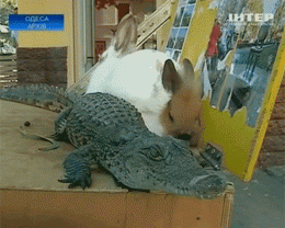 Одесским фотографам запретили использовать животных (ВИДЕО)