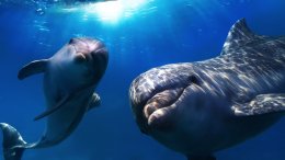 Дельфины обращаются друг к другу по имени