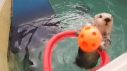 Неделя тренировок и выдра превращается в опытного баскетболиста (ВИДЕО)