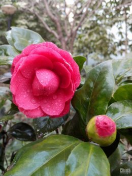 Примеры фотографий 13 Мп новомодной китайской камеры UMi X2 (ФОТО)