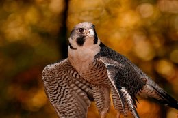 Самые необычные скоростные рекорды (ФОТО)