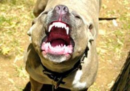 В Вышгороде питбультерьер покусал 5 человек