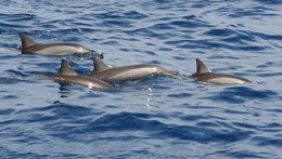 Три боевых дельфина ВМС Украины не вернулись на базу
