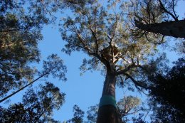 Эколог из Австралии год прожила на дереве