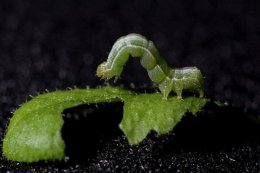 Ученым впервые удалось вырастить трансгенное растение