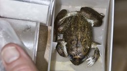 Ученые воскресили вымерший вид уникальных лягушек (ФОТО)