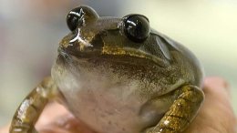 Ученые воскресили вымерший вид уникальных лягушек (ФОТО)