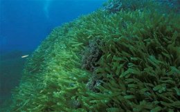 Японцы нашли залежи редкоземельных металлов