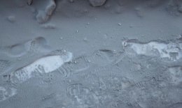 В Киевской области выпал аномальный серый снег (ФОТО)