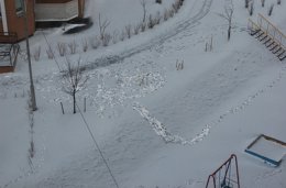 В Киевской области выпал аномальный серый снег (ФОТО)