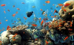 Команда автономных роботов-рыб будет очищать порты и устья рек (ФОТО)