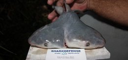 Американские рыбаки выловили акулу с двумя головами (ФОТО)