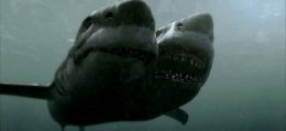 Американские рыбаки выловили акулу с двумя головами (ФОТО)