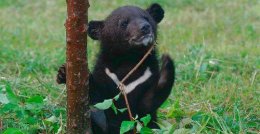 В киевском зоопарке пополнение