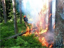 Тушить пожары поможет рыба (ФОТО)