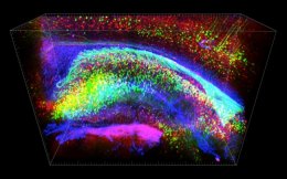 Ученые создали прозрачную трехмерную модель мышиного мозга (ФОТО+ВИДЕО)