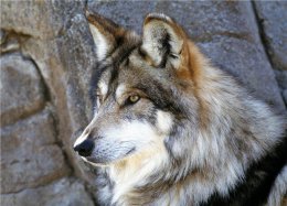 В Киевском зоопарке на женщину напала волчица