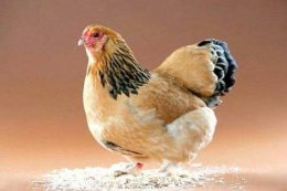 Побег из курятника по английски