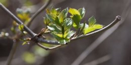 Погода в Украине на пятницу, 19 апреля