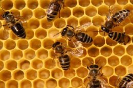 Исчезновение пчел приведет к мировому голоду
