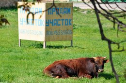 У крестьян хотят выкупить земельные паи
