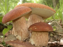 Белые грибы, как альтернатива красному мясу