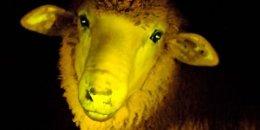 «Овца Баскервилей» - ученые вывели фосфоресцирующих овец
