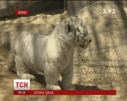 Токийских белых тигрят впервые вывели "в люди" (ВИДЕО)