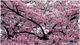 В Китае отмечают праздник цветения персиковых деревьев (ФОТО+ВИДЕО)