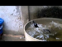Мелитопольского депутата нашли мертвым в бочке