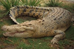Крокодилы - древнейшие рептилии на планете