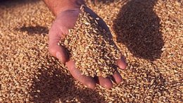 «Пшеничная диета» может предотвратить рак