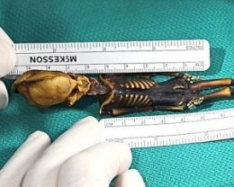 Найденный 15-сантиметровый скелет человекообразного существа, озадачил ученых (ФОТО)