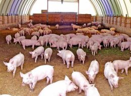 Бизнес на свинине становится популярным среди украинских бизнесменов