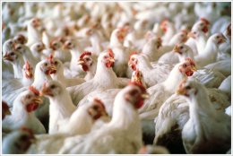 Таможенный союз заморозил импорт украинской курятины