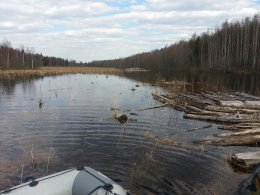 Николай Валуев завалил медведя и поймал бобра (ФОТО)