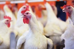 Украинская курятина опасна для здоровья Украинская курятина опасна для здоровья