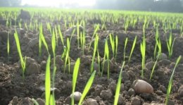 Начальник Укргидрометцентра рассказал, какое будущее ждет яровые культуры в Украине