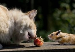 Харьковские соглашения убедили Россию в том, что с Украиной можно делать все что угодно