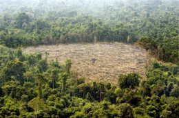 Уничтожение тропических лесов грозит энергетической безопасности