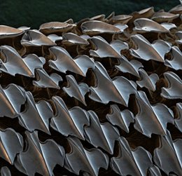 Немцы решили обшить самолеты акульей кожей (ФОТО)