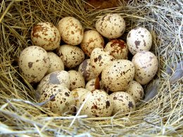 Перепелиные яйца – панацея от многих серьезных болезней