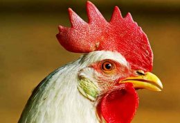 Ген в курице способен предотвратить развитие рака