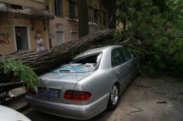 В Одессе упавшее дерево раздавило 4 автомобиля (ФОТО)