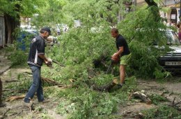 В Одессе упавшее дерево раздавило 4 автомобиля (ФОТО)