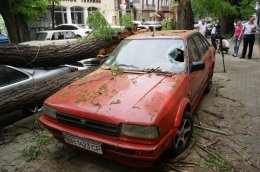 В Одессе упавшее дерево раздавило 4 автомобиля (ФОТО)