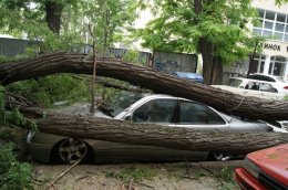 В Одессе упавшее дерево раздавило 4 автомобиля (ФОТО)